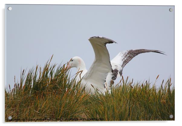 Wandering Albatross Catching a Thermal Acrylic by Carole-Anne Fooks
