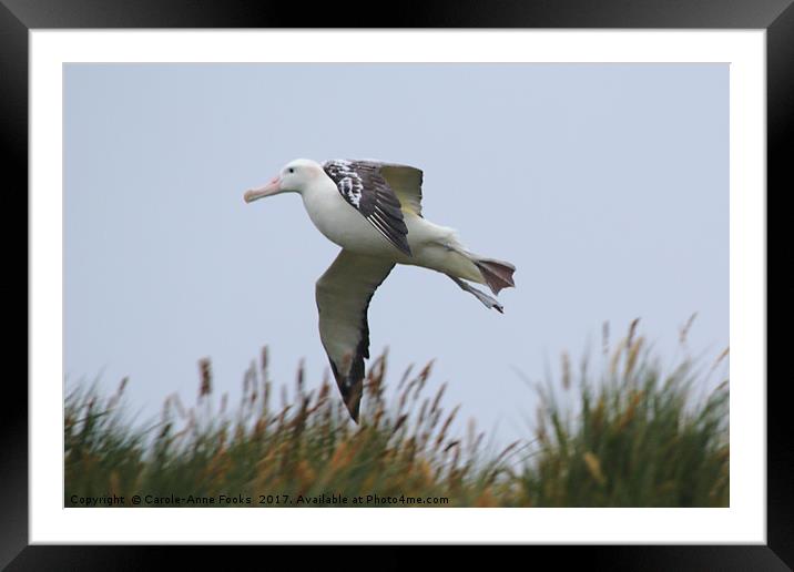 Wandering Albatross Catching a Thermal Framed Mounted Print by Carole-Anne Fooks