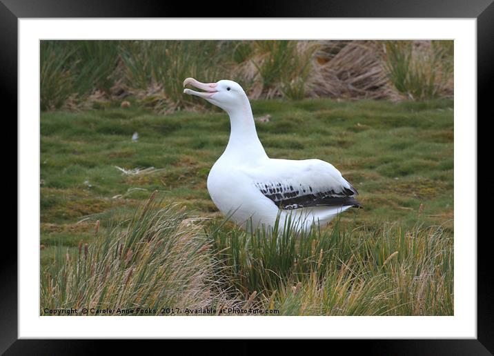 Wandering Albatross Calling Framed Mounted Print by Carole-Anne Fooks