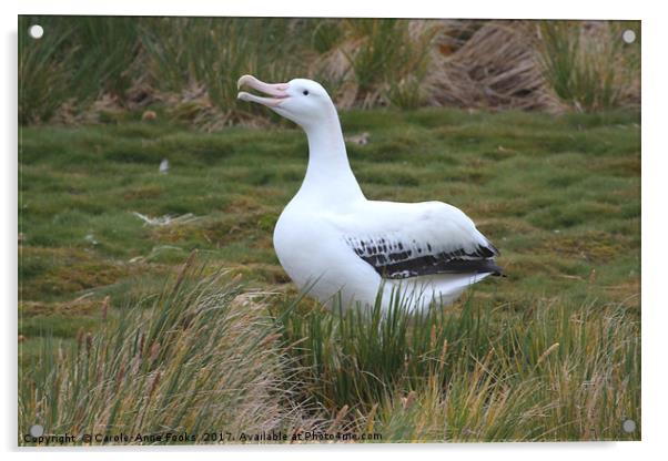 Wandering Albatross Calling Acrylic by Carole-Anne Fooks