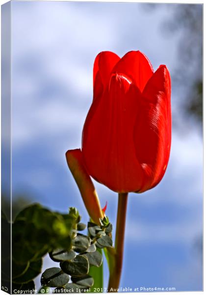 Red tulip growing in a garden Canvas Print by PhotoStock Israel