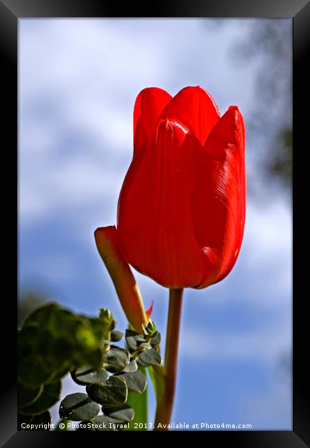 Red tulip growing in a garden Framed Print by PhotoStock Israel