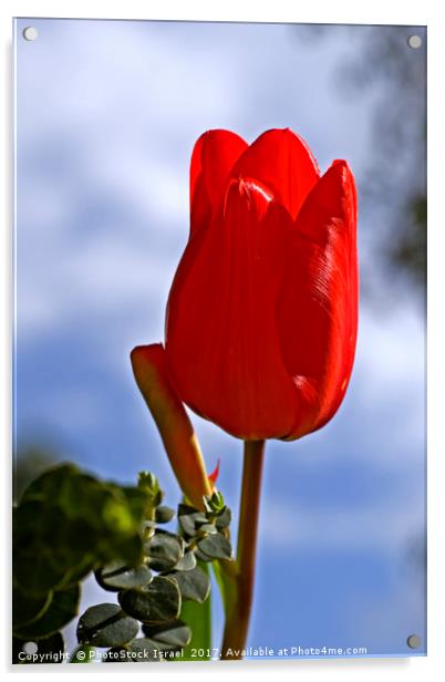 Red tulip growing in a garden Acrylic by PhotoStock Israel