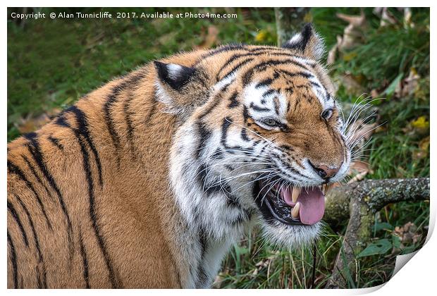 Smiling tiger Print by Alan Tunnicliffe