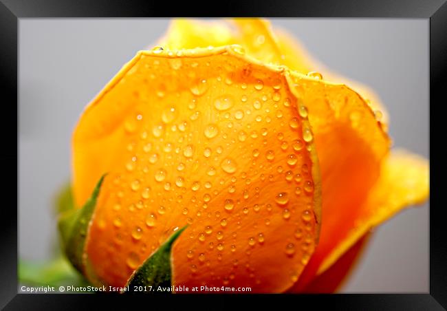 Yellow rose Framed Print by PhotoStock Israel