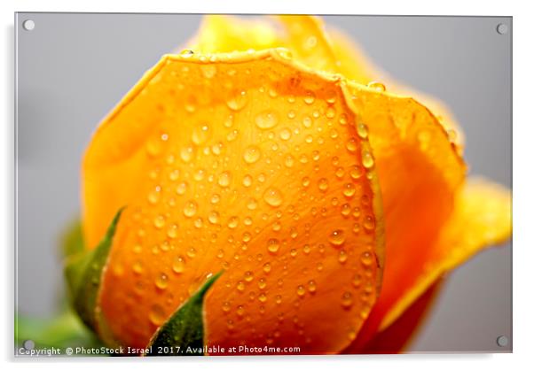 Yellow rose Acrylic by PhotoStock Israel