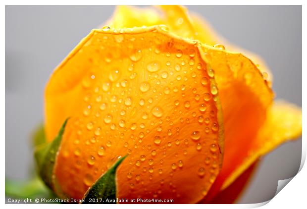 Yellow rose Print by PhotoStock Israel