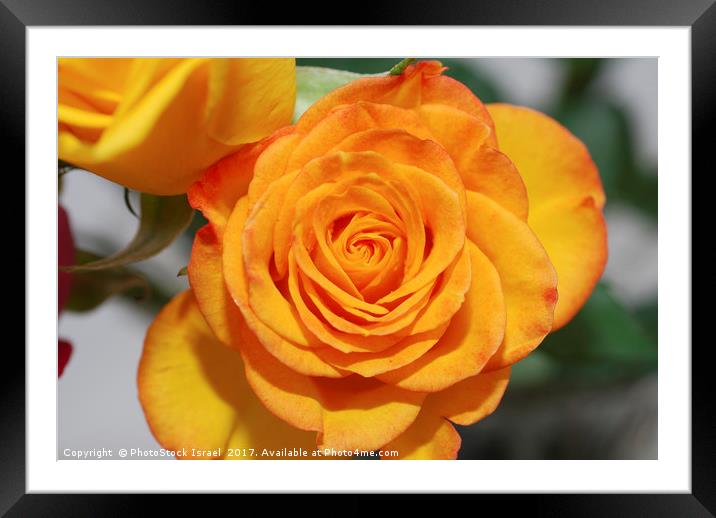 Yellow rose Framed Mounted Print by PhotoStock Israel