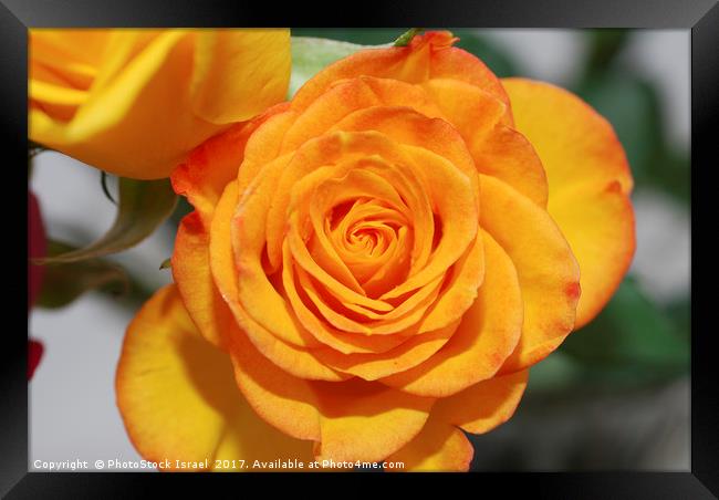 Yellow rose Framed Print by PhotoStock Israel