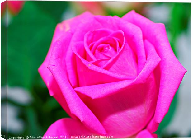 pink rose Canvas Print by PhotoStock Israel