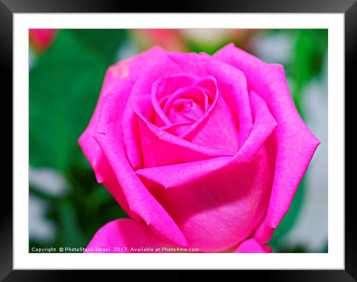 pink rose Framed Mounted Print by PhotoStock Israel