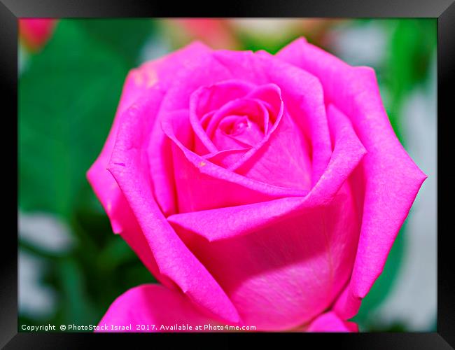 pink rose Framed Print by PhotoStock Israel