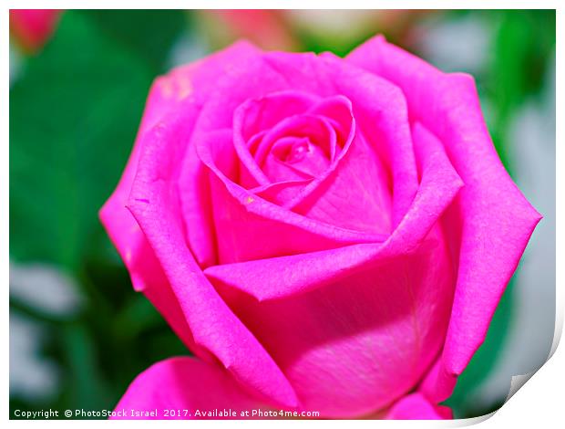 pink rose Print by PhotoStock Israel