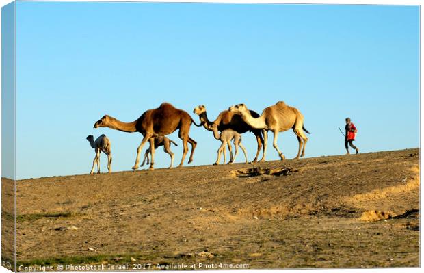 A bedouin and a herd of camels Canvas Print by PhotoStock Israel