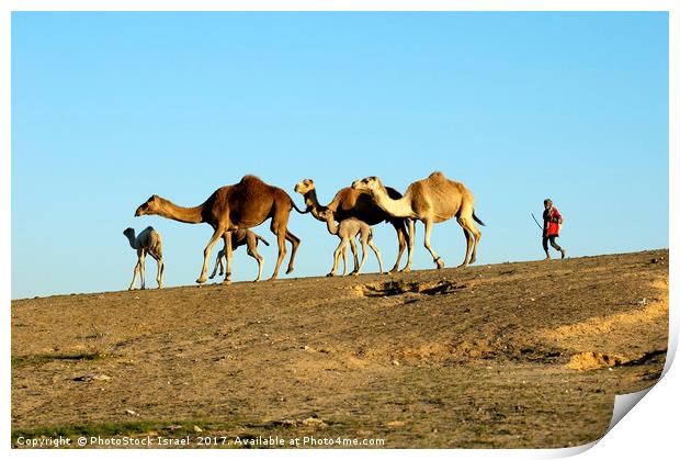 A bedouin and a herd of camels Print by PhotoStock Israel