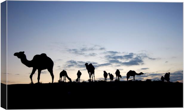 A herd of camels Canvas Print by PhotoStock Israel