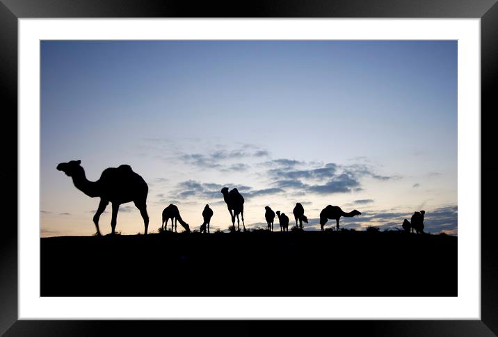 A herd of camels Framed Mounted Print by PhotoStock Israel
