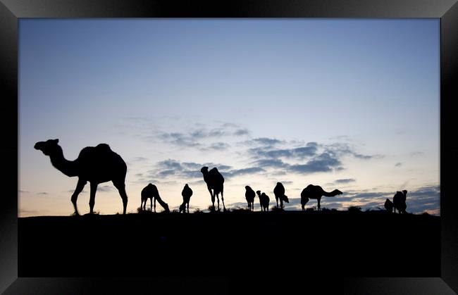 A herd of camels Framed Print by PhotoStock Israel