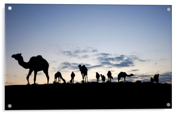 A herd of camels Acrylic by PhotoStock Israel