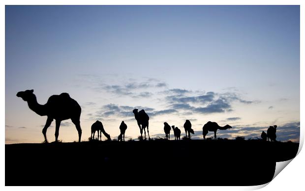 A herd of camels Print by PhotoStock Israel