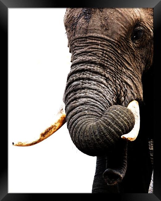 African Elephant, Botswana Framed Print by Graham Fielder
