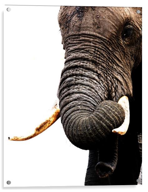 African Elephant, Botswana Acrylic by Graham Fielder
