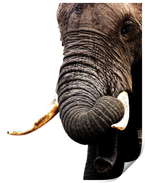 African Elephant, Botswana Print by Graham Fielder