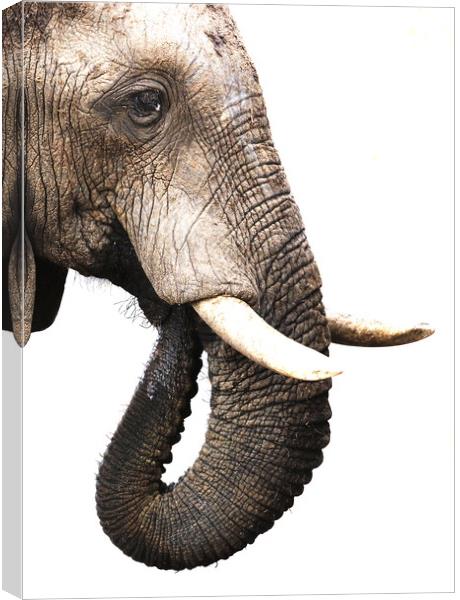 African Elephant, Botswana Canvas Print by Graham Fielder
