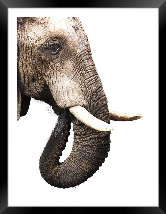 African Elephant, Botswana Framed Mounted Print by Graham Fielder