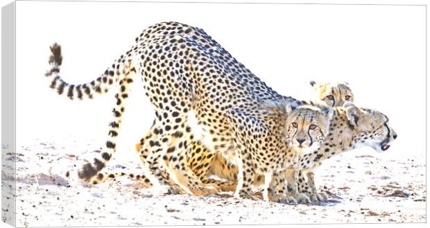 Cheetah Drinking Canvas Print by Graham Fielder
