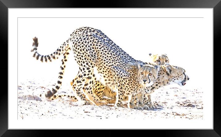 Cheetah Drinking Framed Mounted Print by Graham Fielder