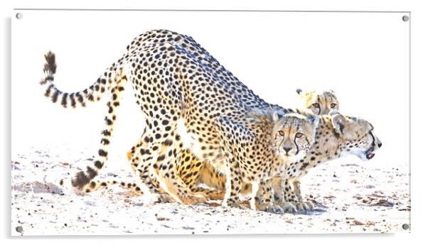 Cheetah Drinking Acrylic by Graham Fielder