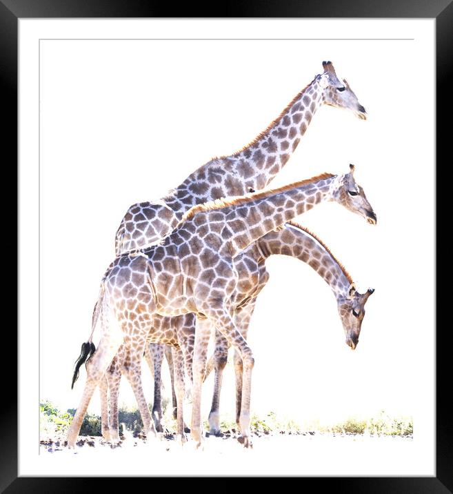 Giraffe drinking in the Kgalagadi Framed Mounted Print by Graham Fielder