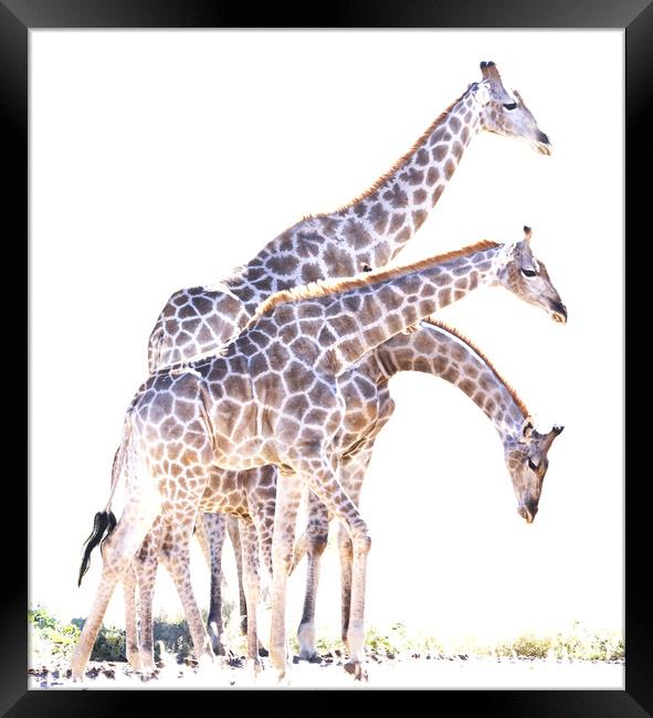 Giraffe drinking in the Kgalagadi Framed Print by Graham Fielder