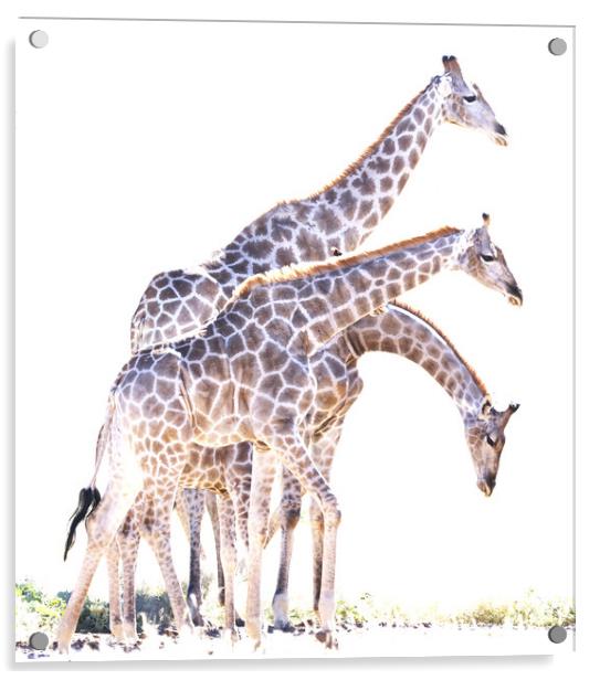 Giraffe drinking in the Kgalagadi Acrylic by Graham Fielder