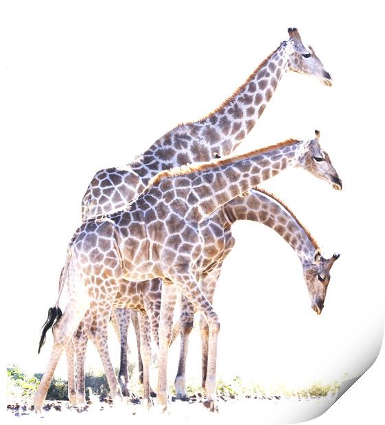 Giraffe drinking in the Kgalagadi Print by Graham Fielder