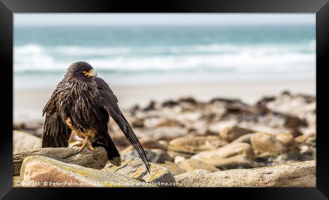 Striated Caracara Framed Print by Peter Farrington