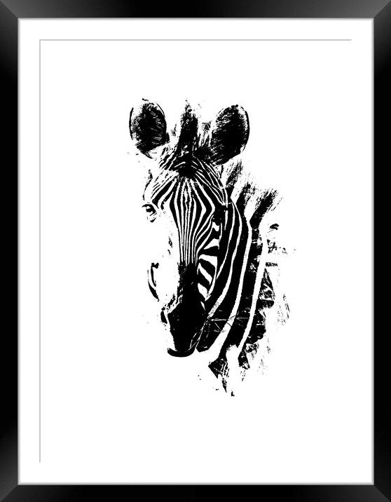 Zebra Portrait Framed Mounted Print by Graham Fielder