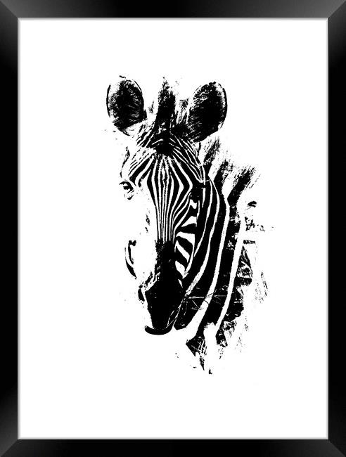 Zebra Portrait Framed Print by Graham Fielder