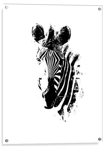 Zebra Portrait Acrylic by Graham Fielder