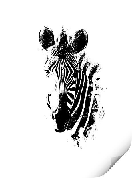Zebra Portrait Print by Graham Fielder