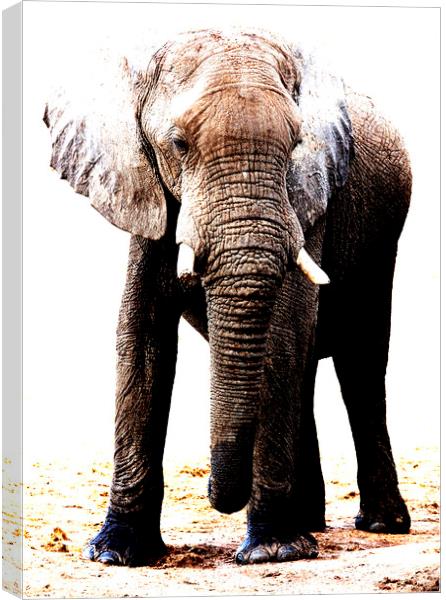African Elephant in Botswana Canvas Print by Graham Fielder