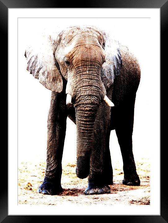 African Elephant in Botswana Framed Mounted Print by Graham Fielder