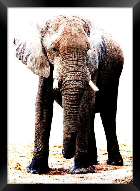 African Elephant in Botswana Framed Print by Graham Fielder