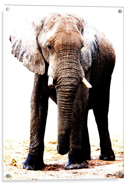 African Elephant in Botswana Acrylic by Graham Fielder