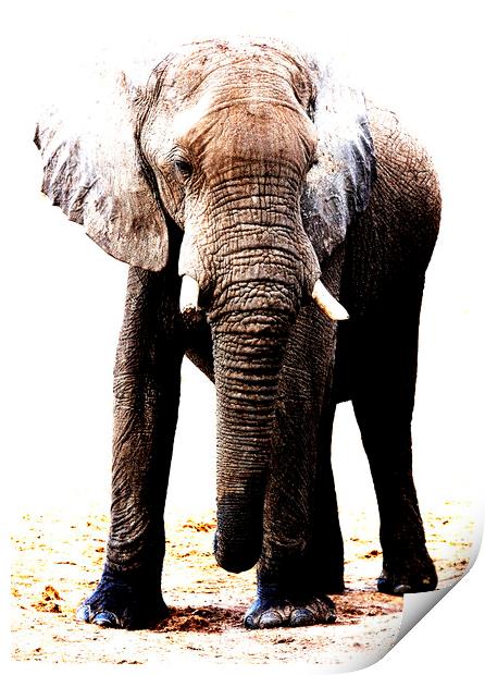 African Elephant in Botswana Print by Graham Fielder