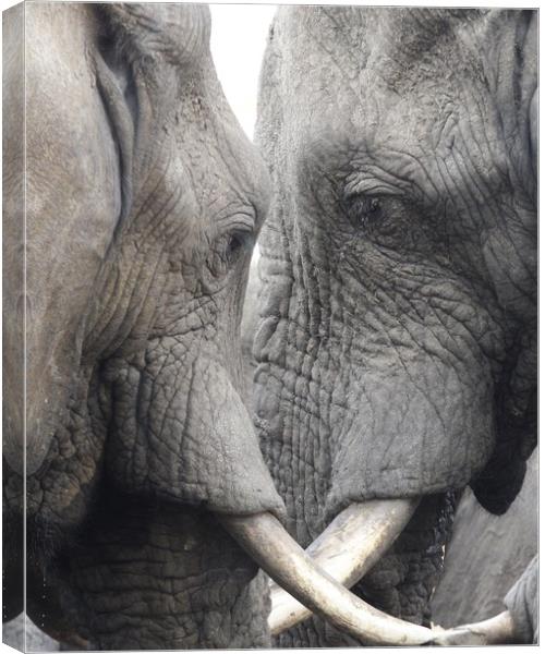 African Elephants Canvas Print by Graham Fielder