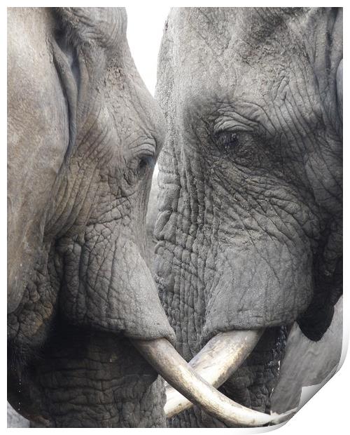 African Elephants Print by Graham Fielder