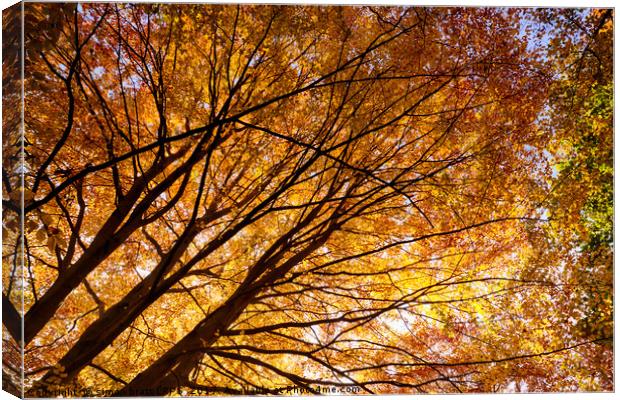 Stunning autumn English trees Canvas Print by Simon Bratt LRPS