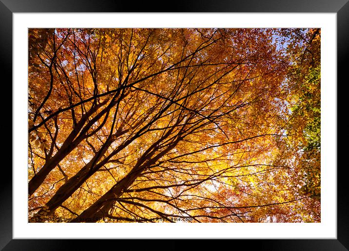 Stunning autumn English trees Framed Mounted Print by Simon Bratt LRPS
